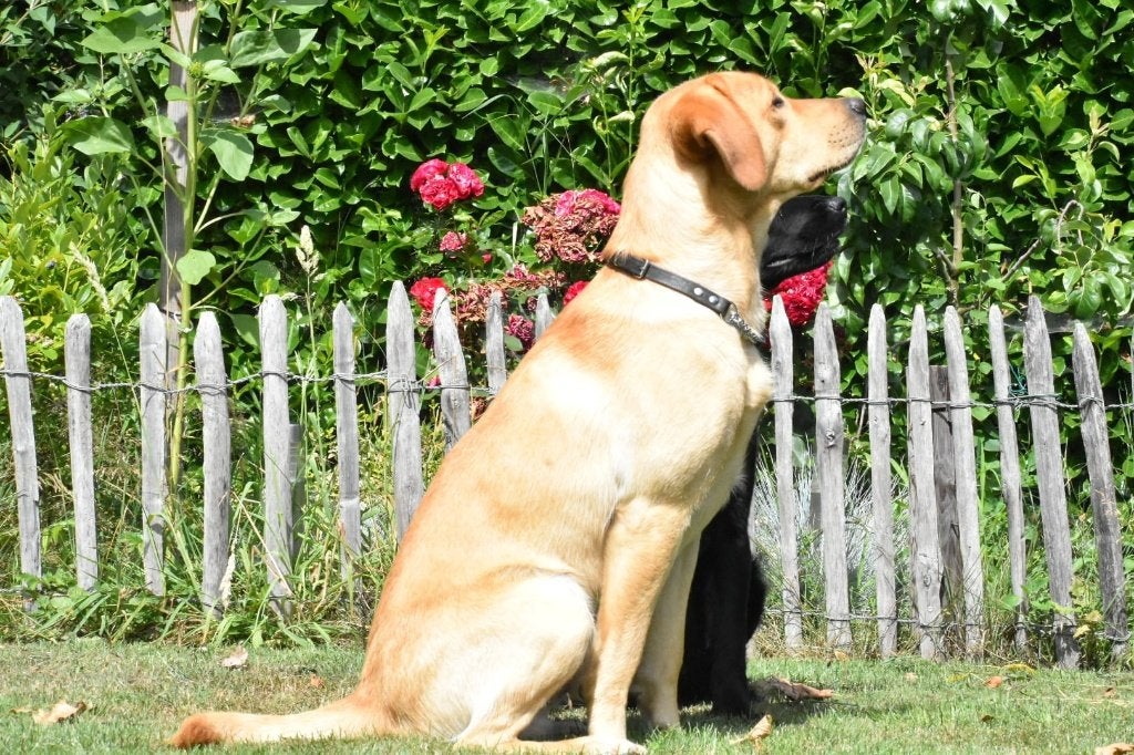 Puppy's  75% labrador 25% toller, Parvo, 8 tot 15 weken, Labrador retriever, Meerdere