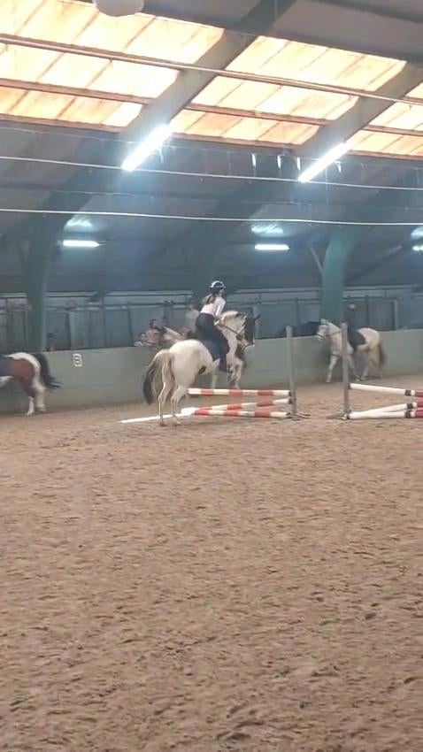 Leaser aangeboden / verzorgpaard paard gezocht, Dieren en Toebehoren, Ophalen of Verzenden, Nieuw