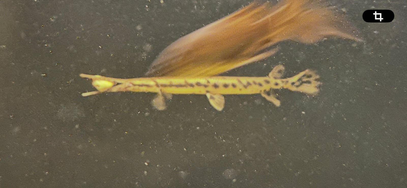 Longnose gar, beensnoek, lepisosteus, kaaimansnoek, Dieren en Toebehoren, Vissen | Aquariumvissen, Vis