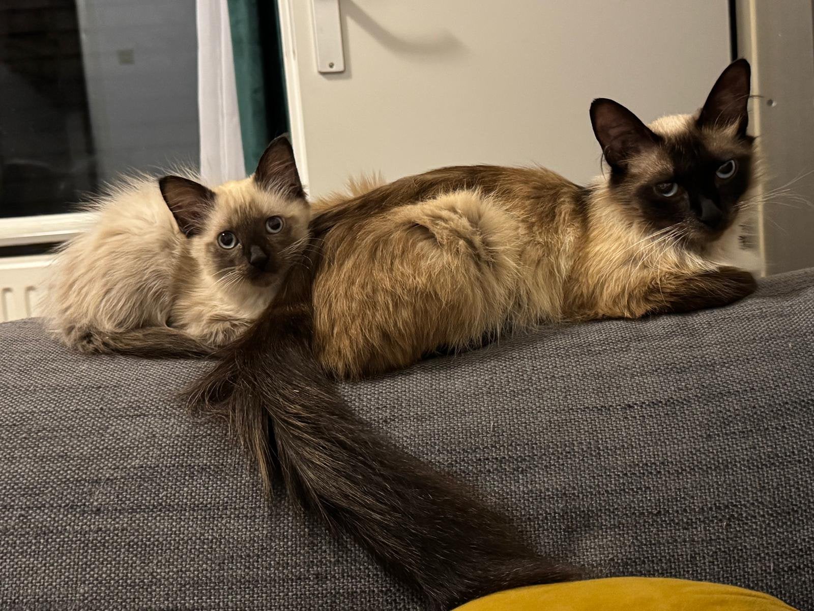 siamese kittens te koop, Meerdere dieren, Met stamboom, 0 tot 2 jaar