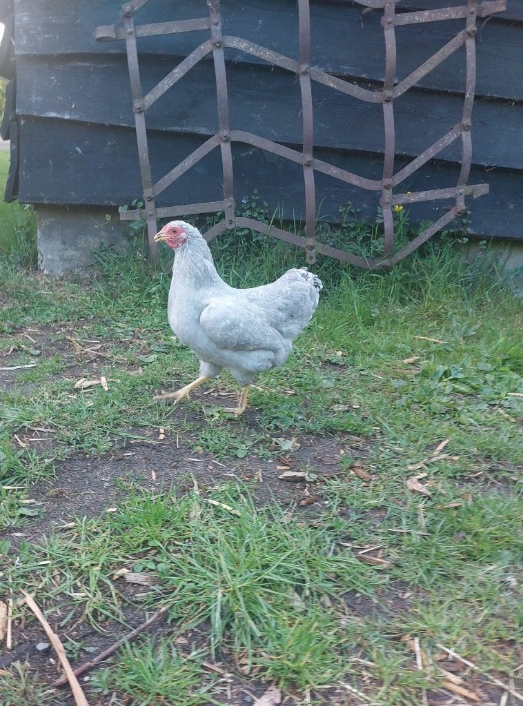 wyandottekriel kippen | Verschillende kleurslagen | elegant, Dieren en Toebehoren, Pluimvee, Vrouwelijk, Kip