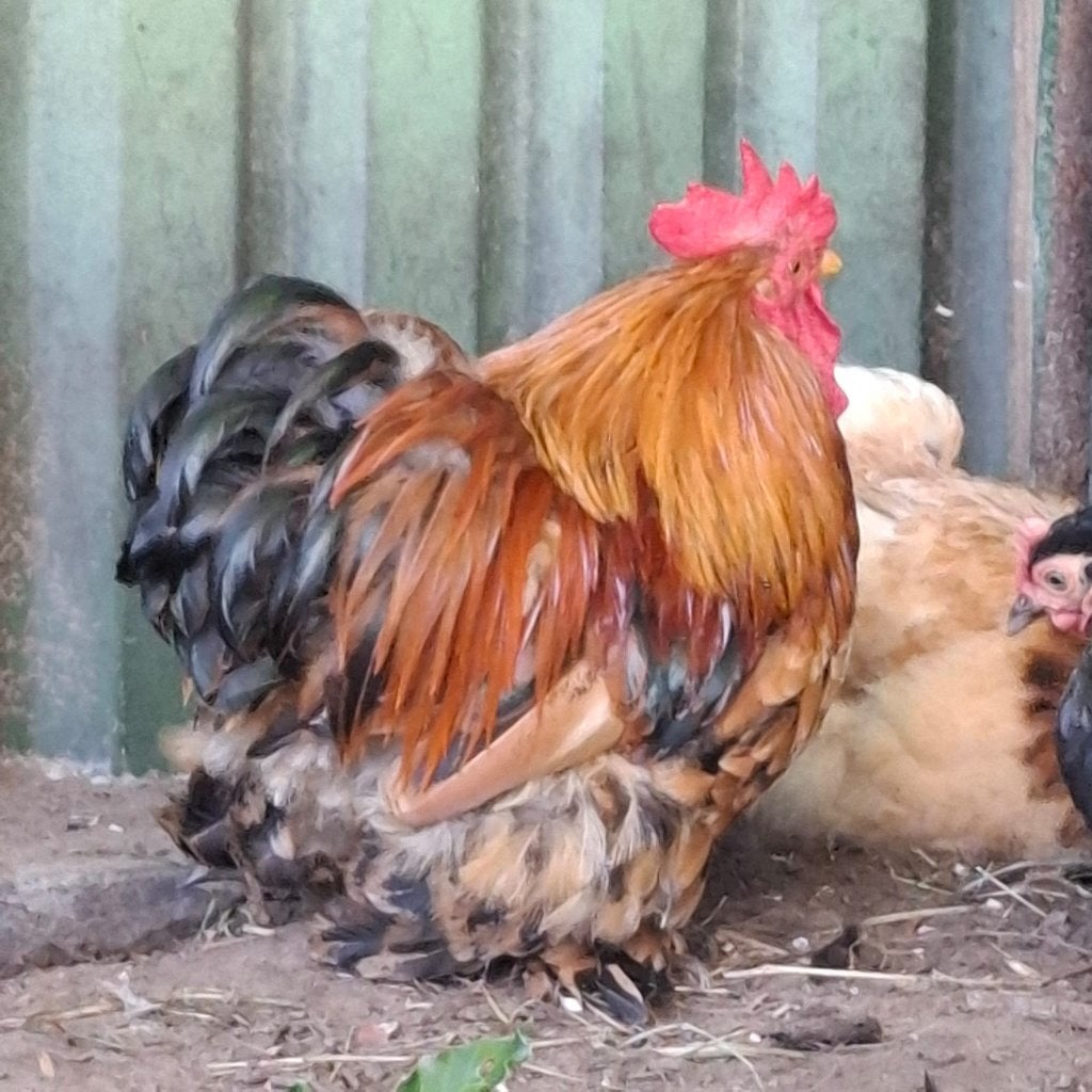 Twee Cochin Kriel Hanen 1 zwart en 1 bruin gevlekt, Dieren en Toebehoren, Mannelijk, Kip