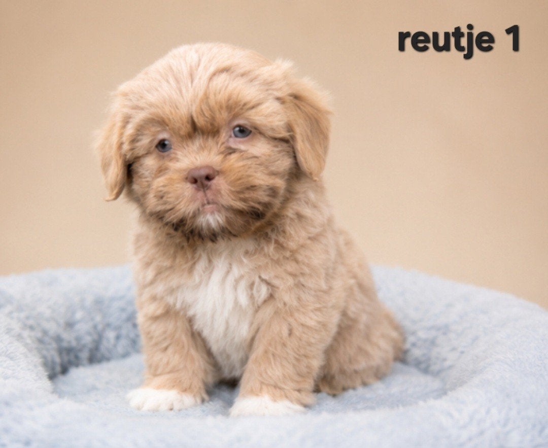 Mooie gezonde boomer pups. Maltezer maal shih tzu, Parvo, Overige rassen, 8 tot 15 weken, Meerdere