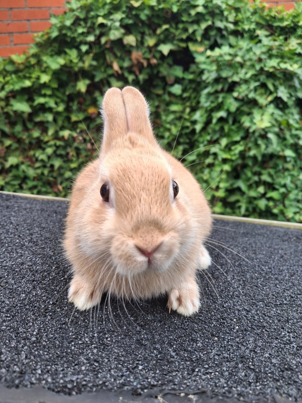 Lief geel kleurdwergje, Dieren en Toebehoren, Mannelijk, Dwerg, 0 tot 2 jaar