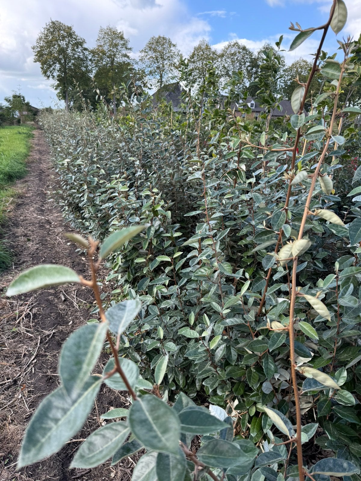 Eleagnus of olijfwilg voor haag groen blijvend 150 cm, Ophalen, Overige soorten, Struik, 100 tot 250 cm