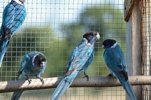 Gevraagd Twenty eight, Dieren en Toebehoren, Vogels | Parkieten en Papegaaien, Meerdere dieren, Parkiet