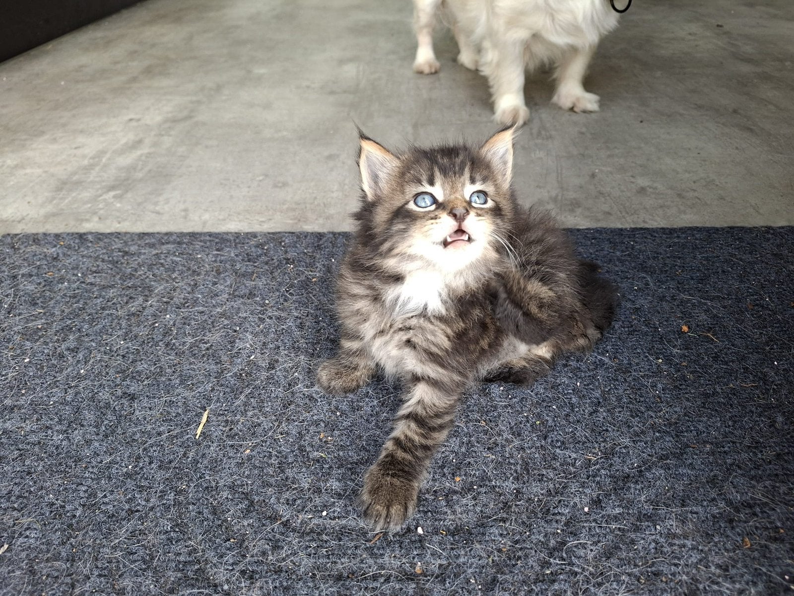 Super mooie langharige kitten., Poes, Langharig, 0 tot 2 jaar