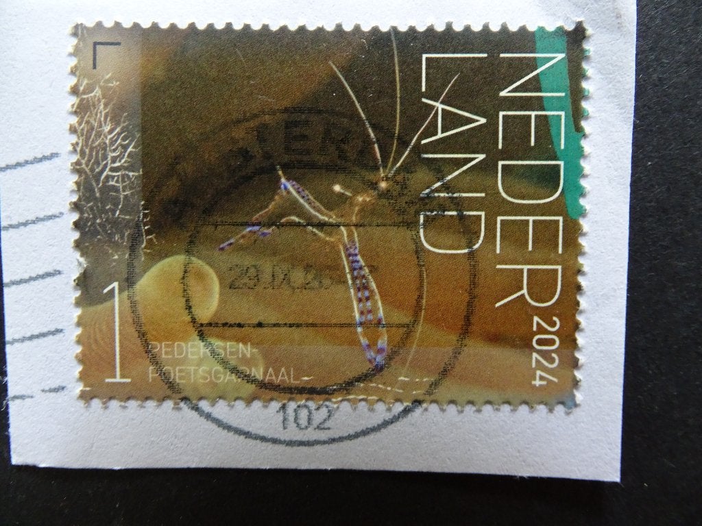 Postzegel Nederland / Pedersen Poetsgarnaal / 2024, Ophalen of Verzenden, Na 1940, Gestempeld