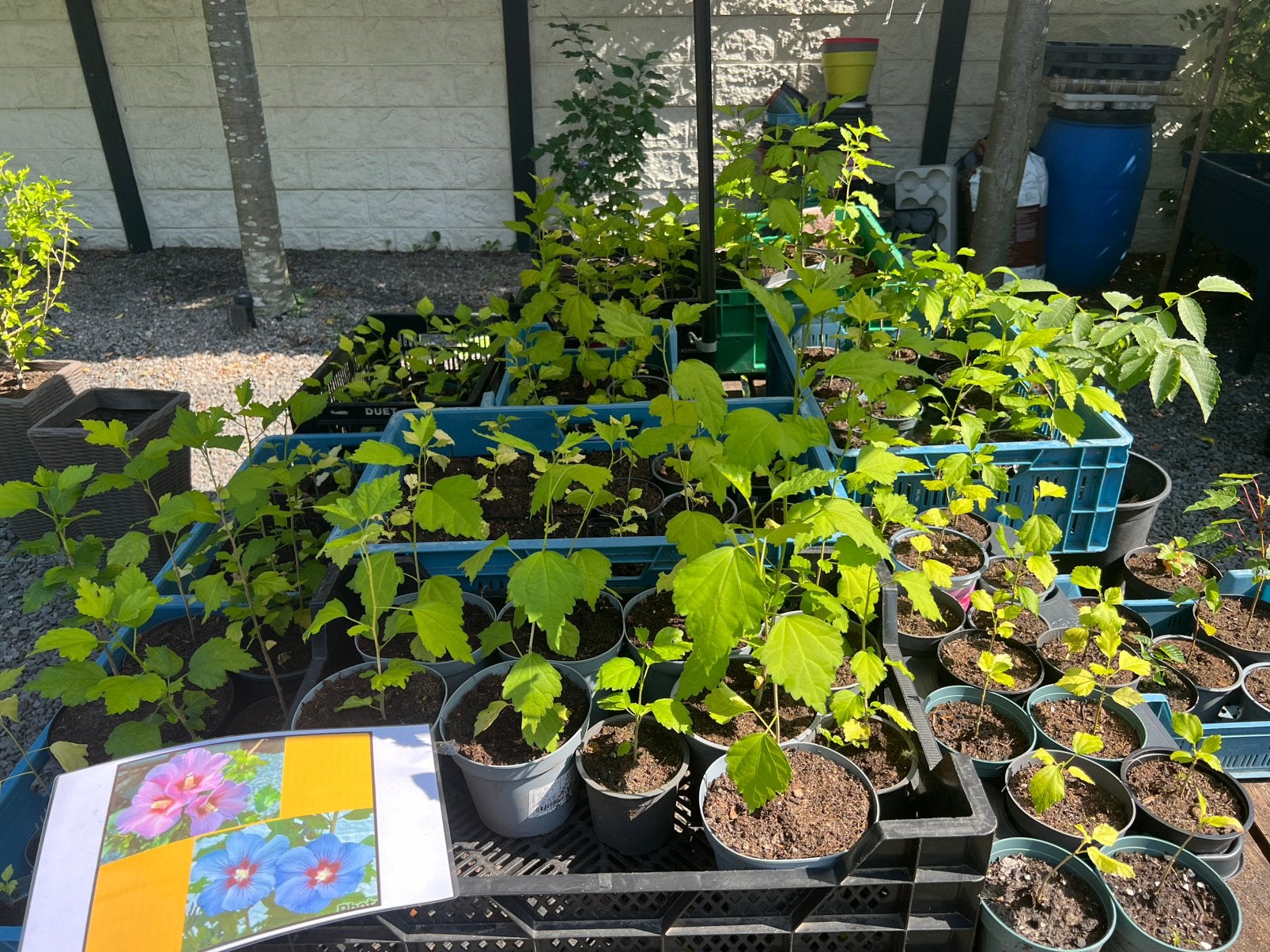 UITZOEKEN ❤️  hibiscus in diverse kleuren & maten, Tuin en Terras, Planten | Struiken en Hagen, Ophalen of Verzenden, Overige soorten