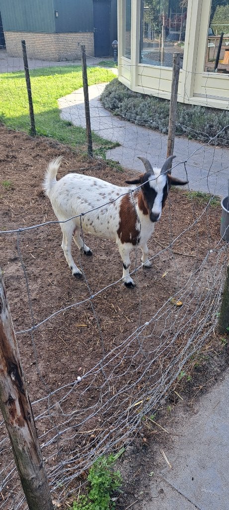 Dwerggeit, mooie bonte dwerggeit, Dieren en Toebehoren, Vrouwelijk, Geit, 0 tot 2 jaar