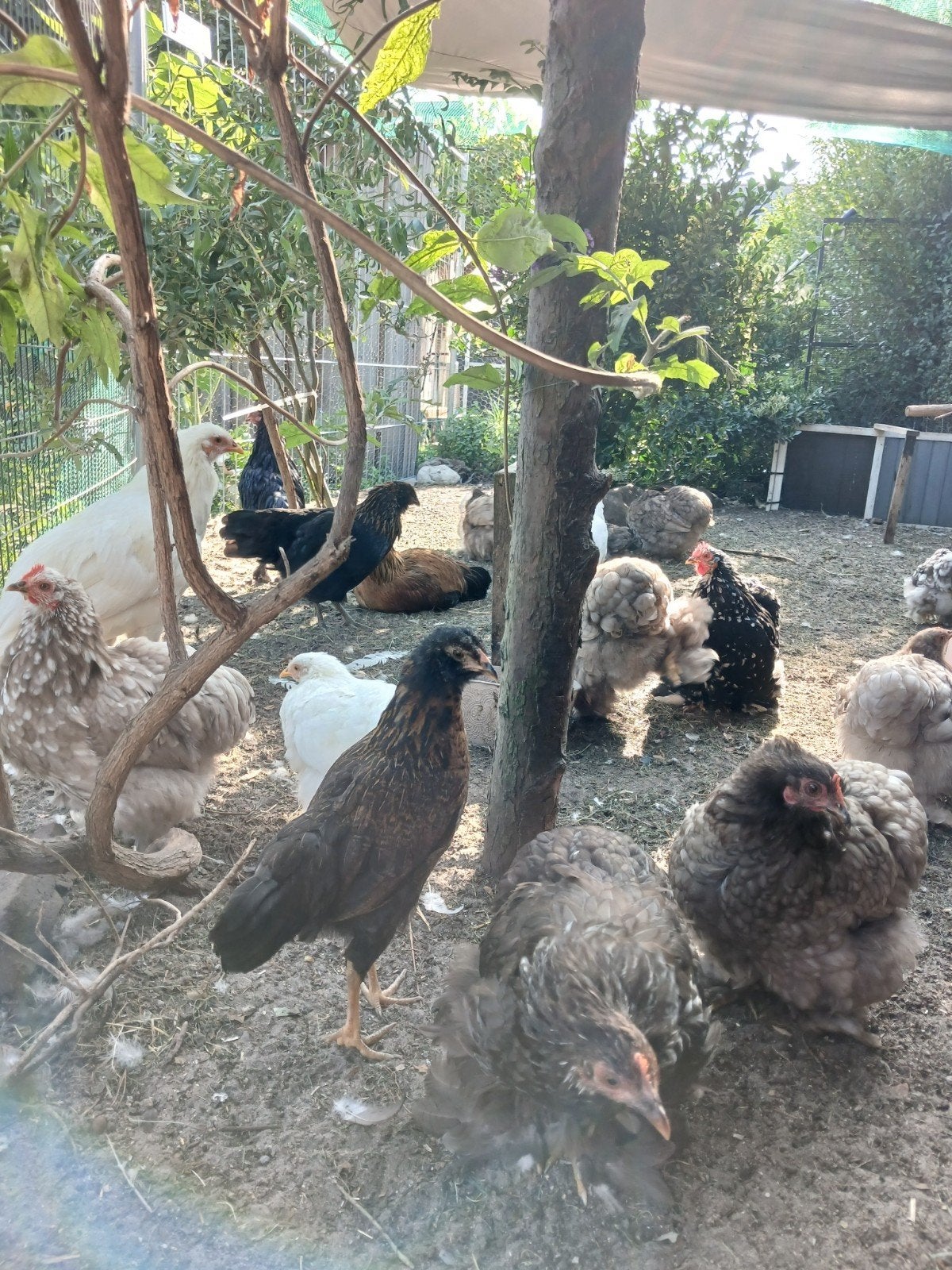 Cochin kriel en Eastereggers, Dieren en Toebehoren, Meerdere dieren, Kip