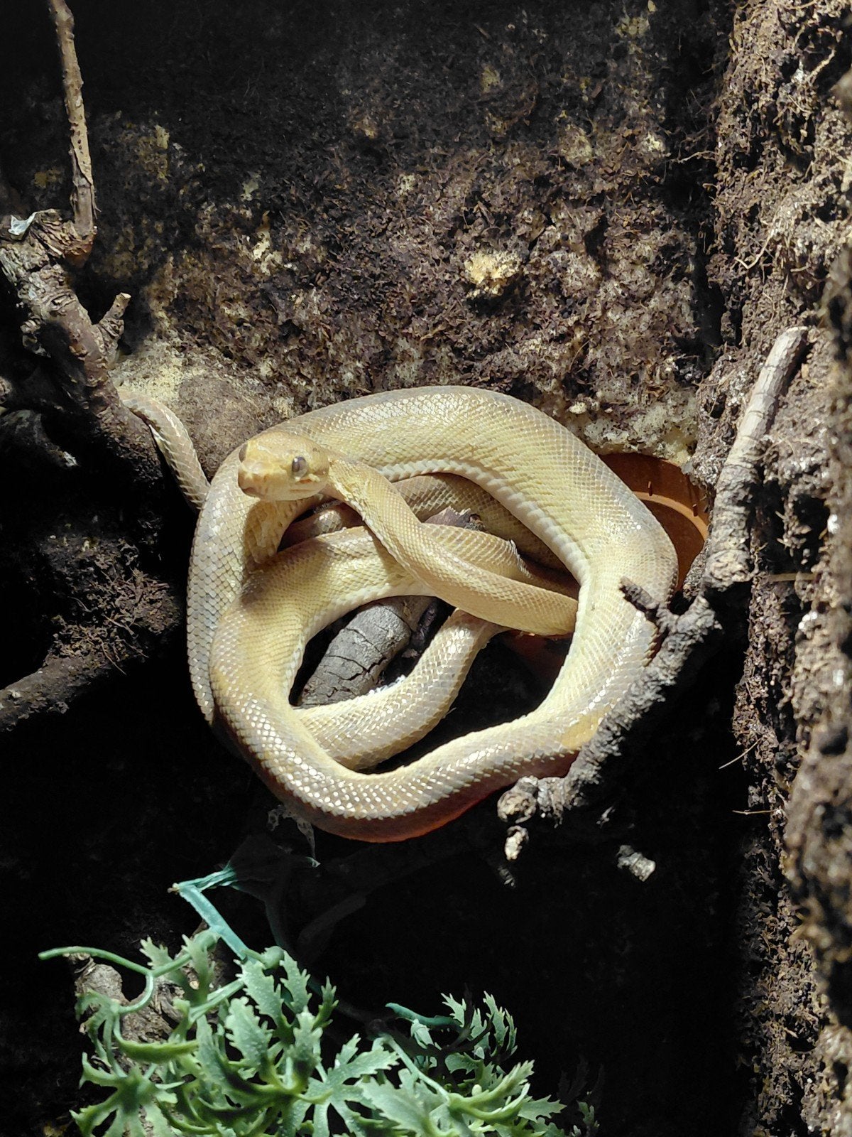 corallus hortulanus/amazone boom boa, Dieren en Toebehoren, Ophalen