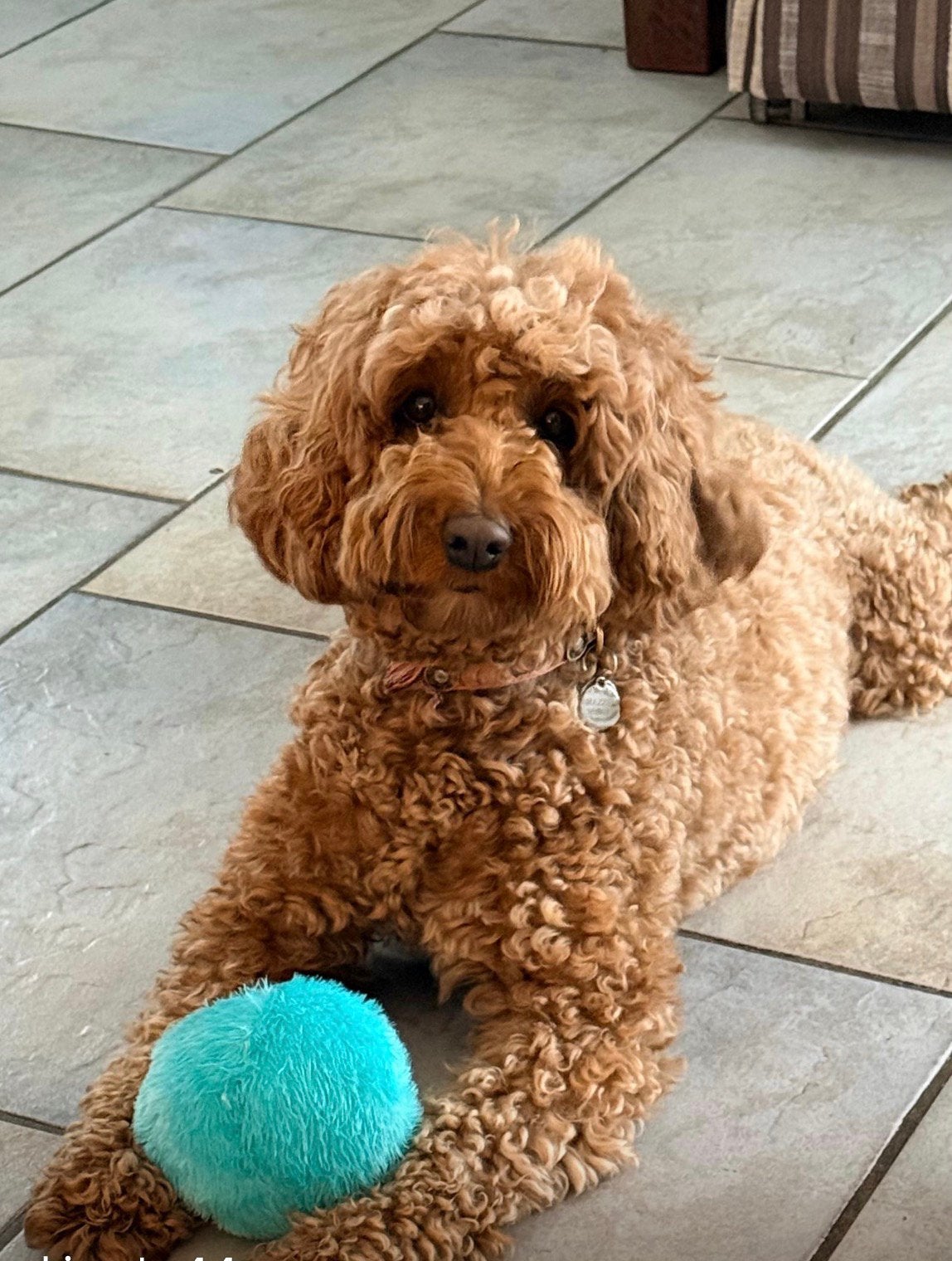 Australian Labradoodle mini/medium, Parvo, Overige rassen, 8 tot 15 weken, Meerdere