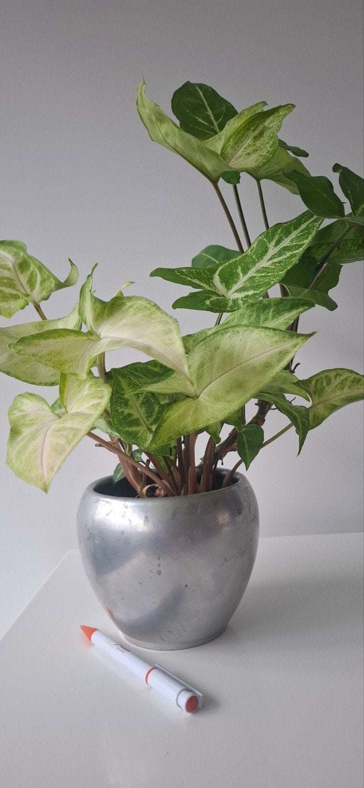 Syngonium kamerplant in pot, Ophalen, In pot, Halfschaduw, Minder dan 100 cm