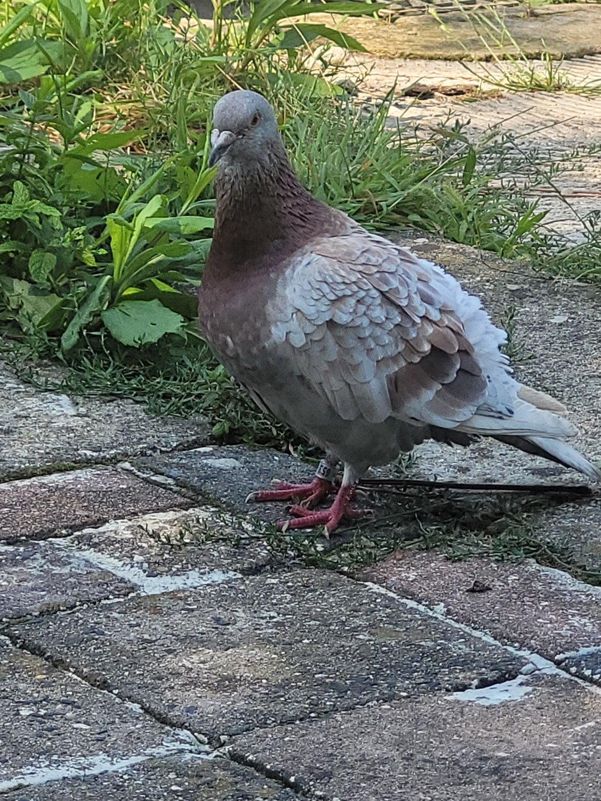 postduiven, Dieren en Toebehoren