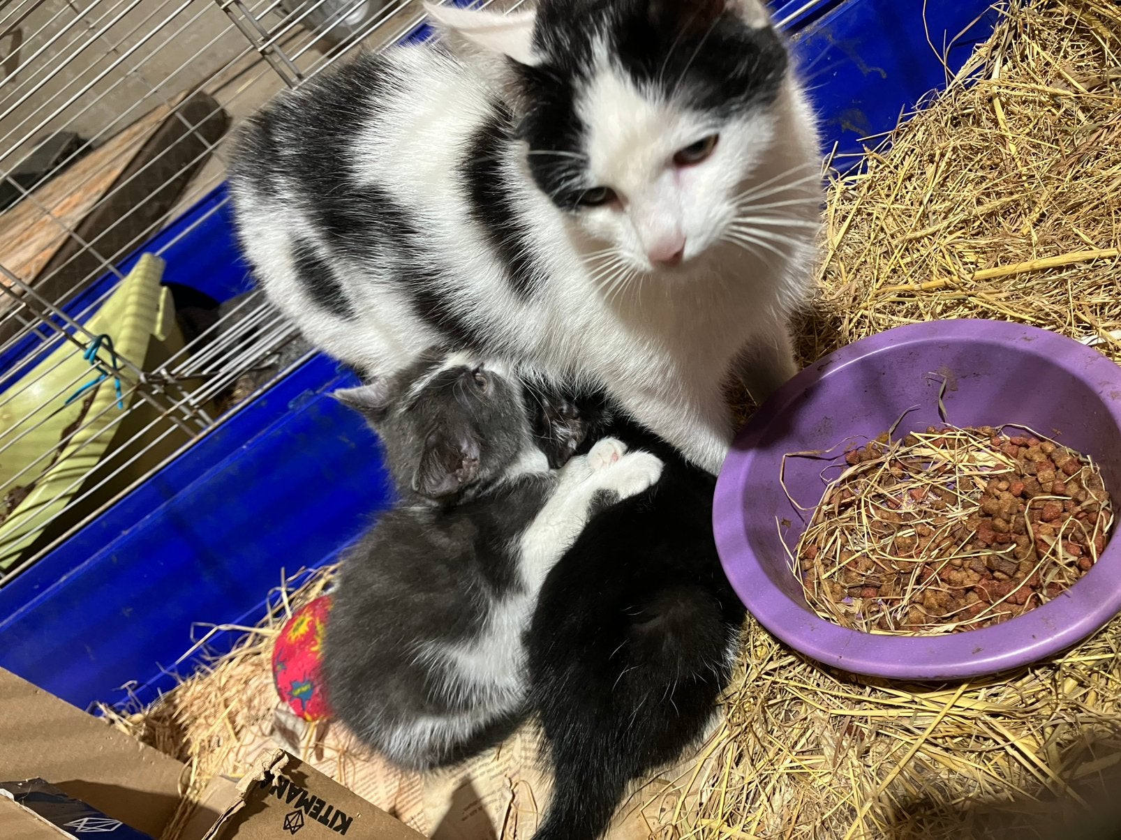 Twee boerderij katjes, 9 weken oud, Poes, Kortharig, 0 tot 2 jaar