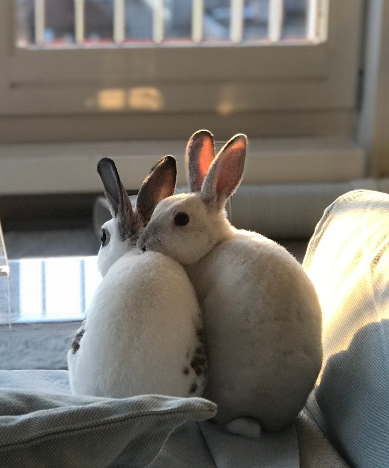 Lief Mini Rex konijnenkoppel zoekt een nieuw thuis, Dieren en Toebehoren, Konijnen, Mannelijk, 0 tot 2 jaar