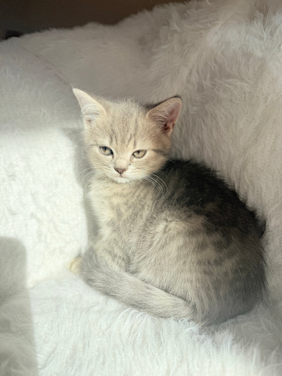 Mooie BKH kittens te koop!, Kater, Ontwormd, 0 tot 2 jaar
