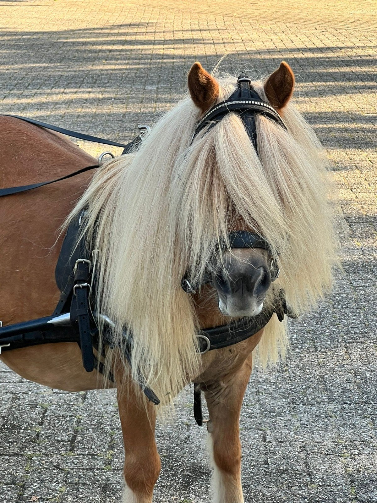 Betuigde shetlander, Dieren en Toebehoren, Pony's, Merrie, Met stamboom, Niet van toepassing, A pony (tot 1.17m)