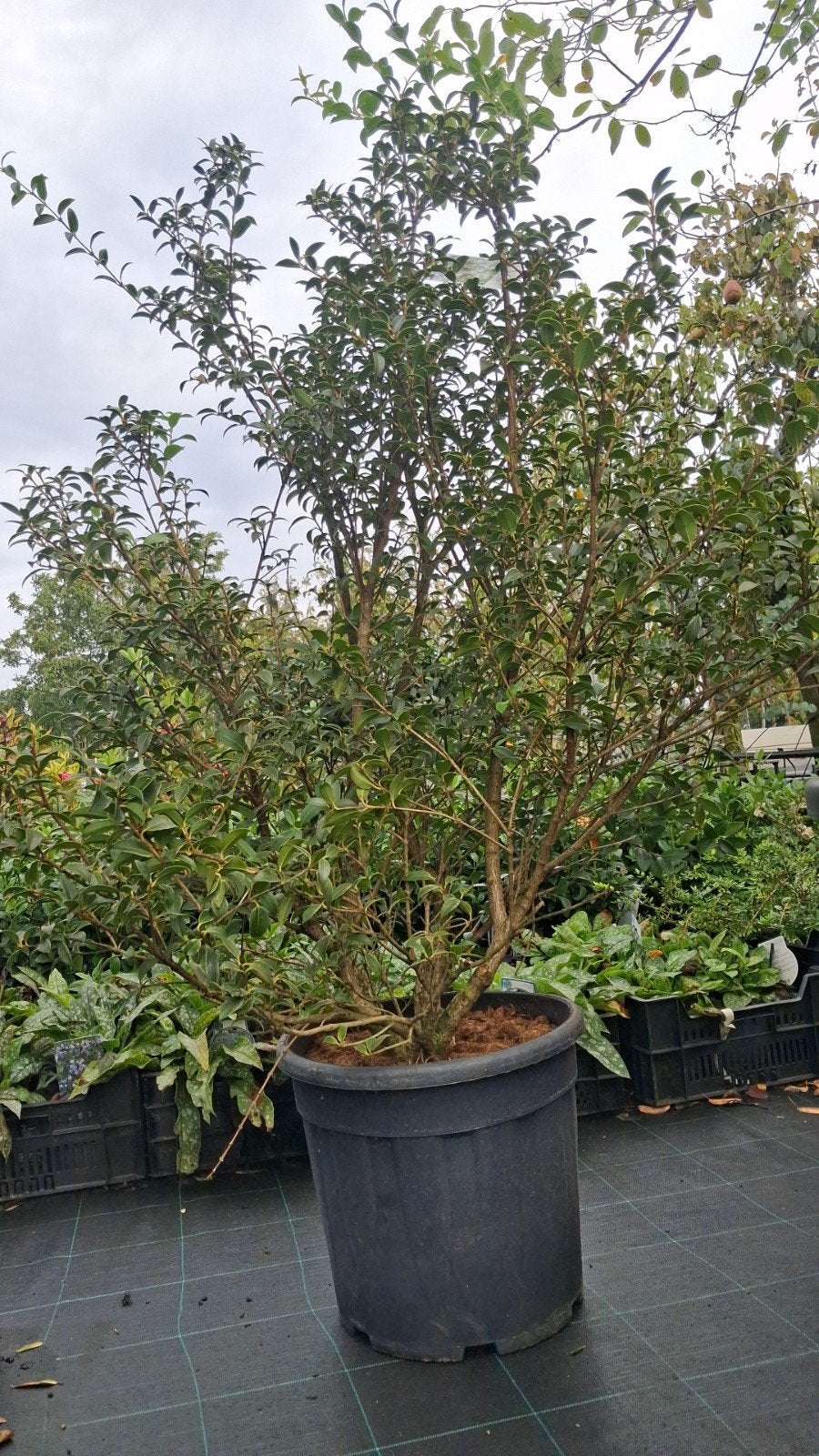 Osmanthus x burkwoodii - Geurende Olijf 100cm, Overige soorten, Volle zon, Vaste plant, Ophalen of Verzenden
