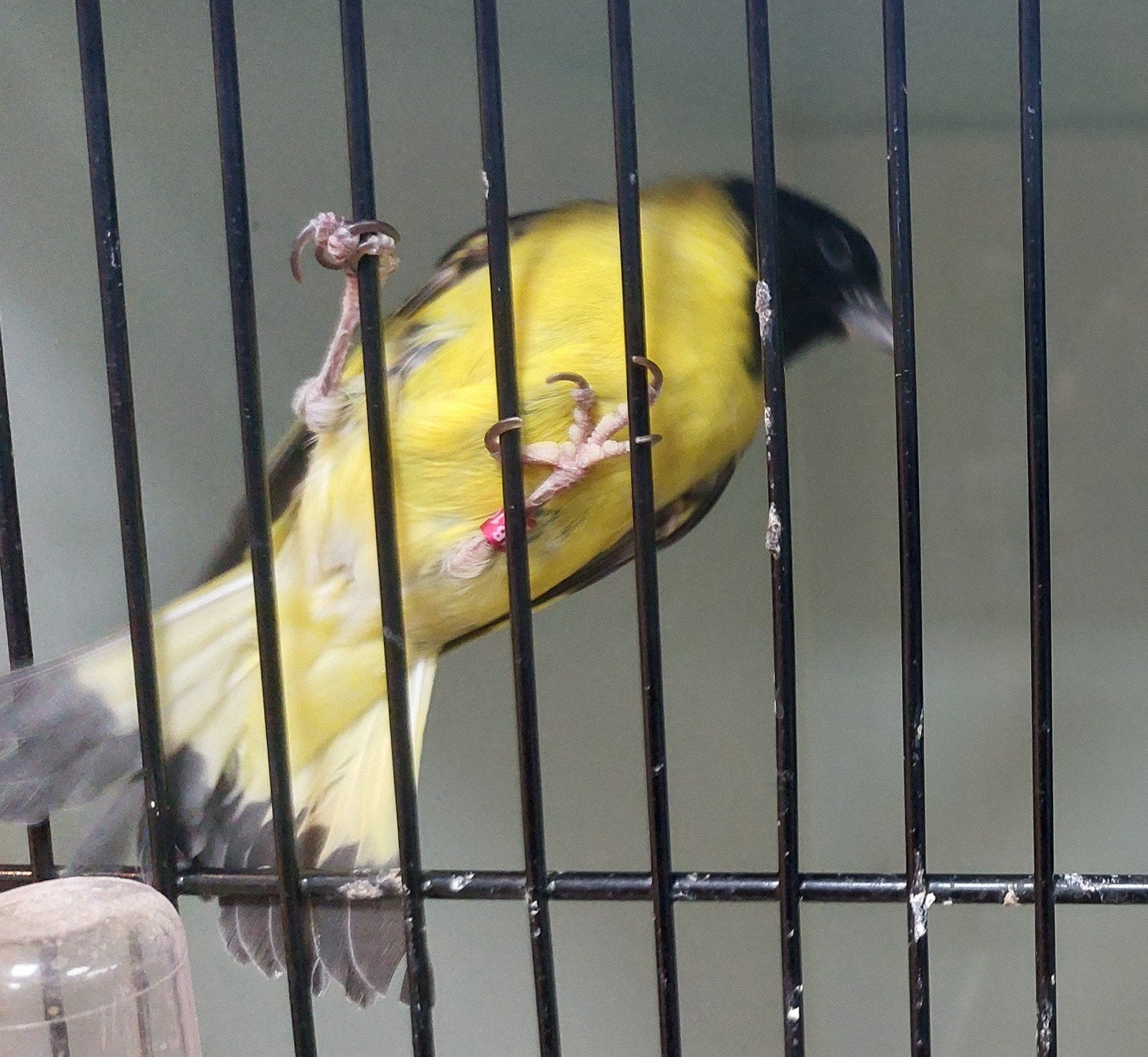 Koppel zwartkop sijsjes, Meerdere dieren, Wildzangvogel, Geringd