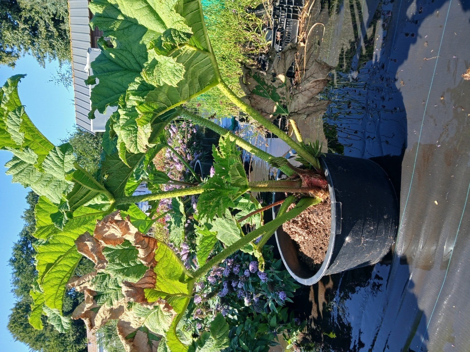 Gunnera Manicata - Reuzenrabarber 300/350 cm hoog, Overige soorten, Vaste plant, Ophalen of Verzenden, Halfschaduw