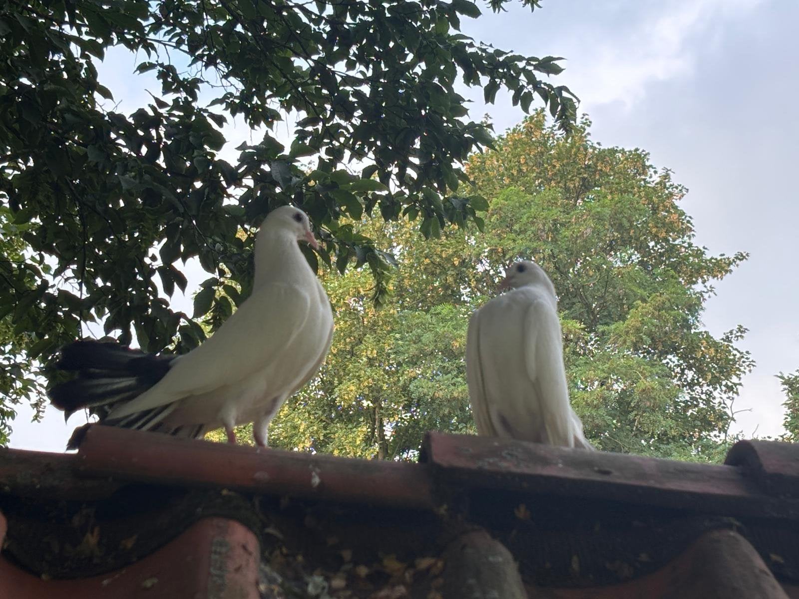Mooie pauwstaart ~ zwartstaart duiven 2 stuks, Dieren en Toebehoren, Vogels | Duiven, Meerdere dieren, Postduif