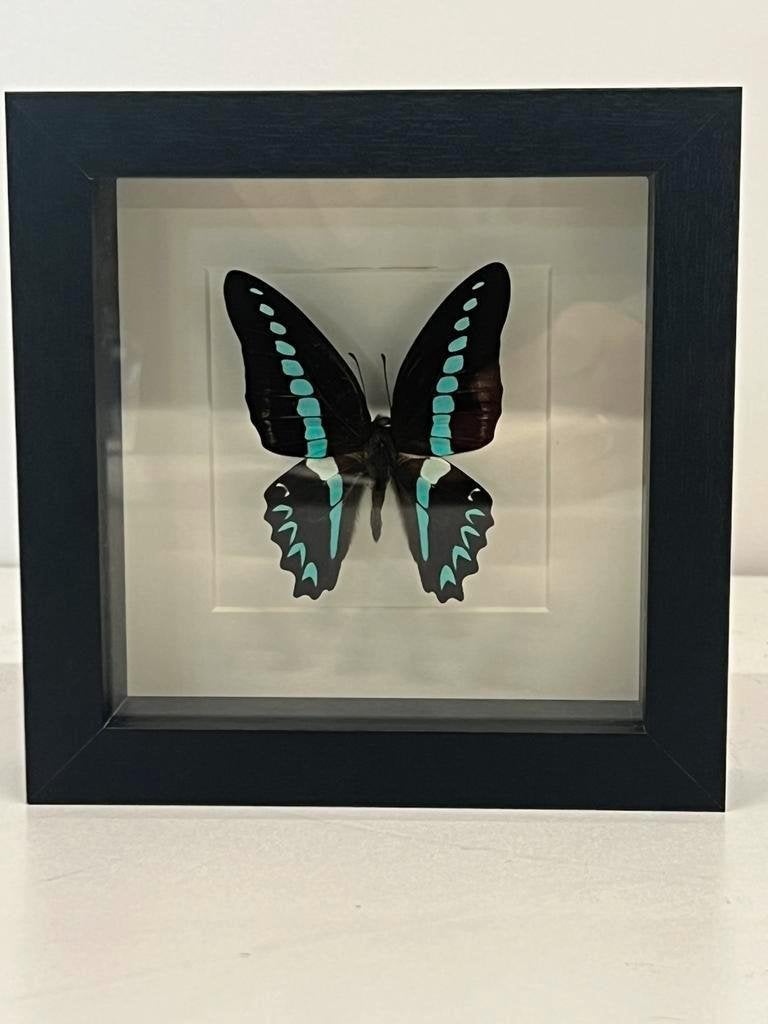 Opgezette vlinder in lijst 16 x 16, Ophalen of Verzenden, Zo goed als nieuw, Insect, Opgezet dier