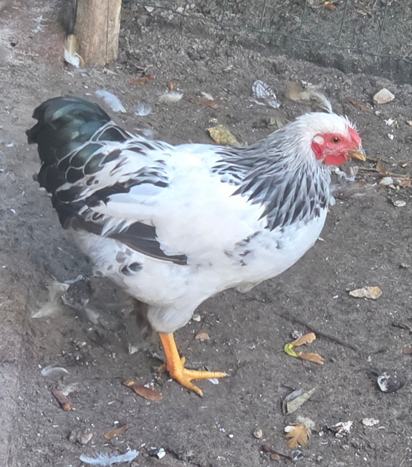 wyandotte kriel wit zwartculumbia haan, Dieren en Toebehoren, Mannelijk, Kip