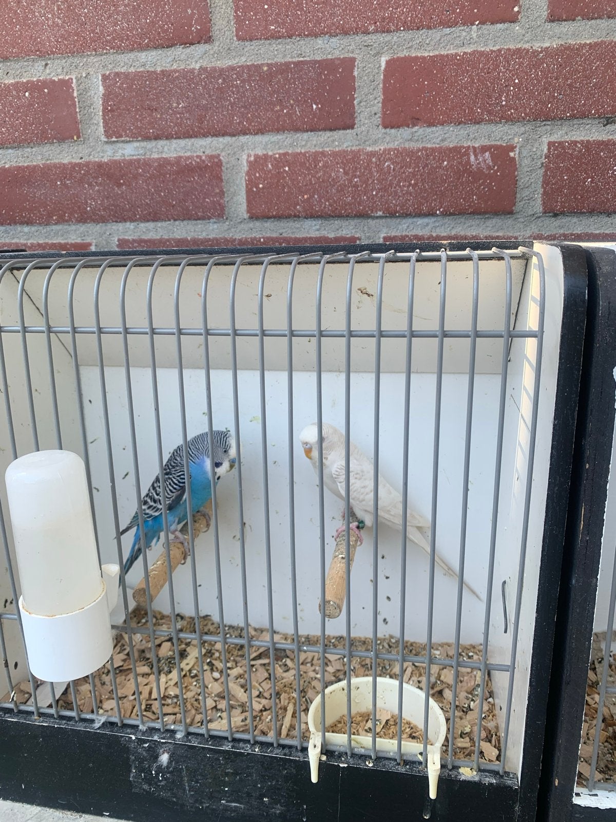 Vogels
