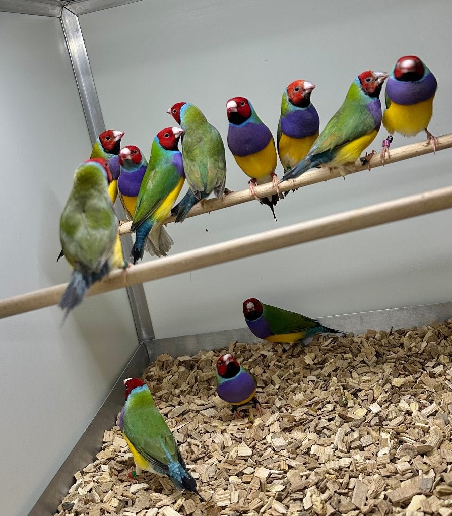 Gouldamadines roodkop koppels, Dieren en Toebehoren, Meerdere dieren, Tropenvogel