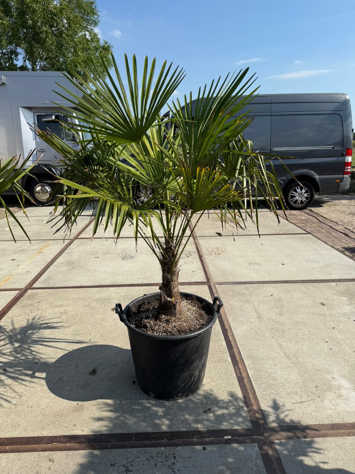 Palmen trachicarpers in 60 liter pot 79,50 pst goede wortels, Ophalen