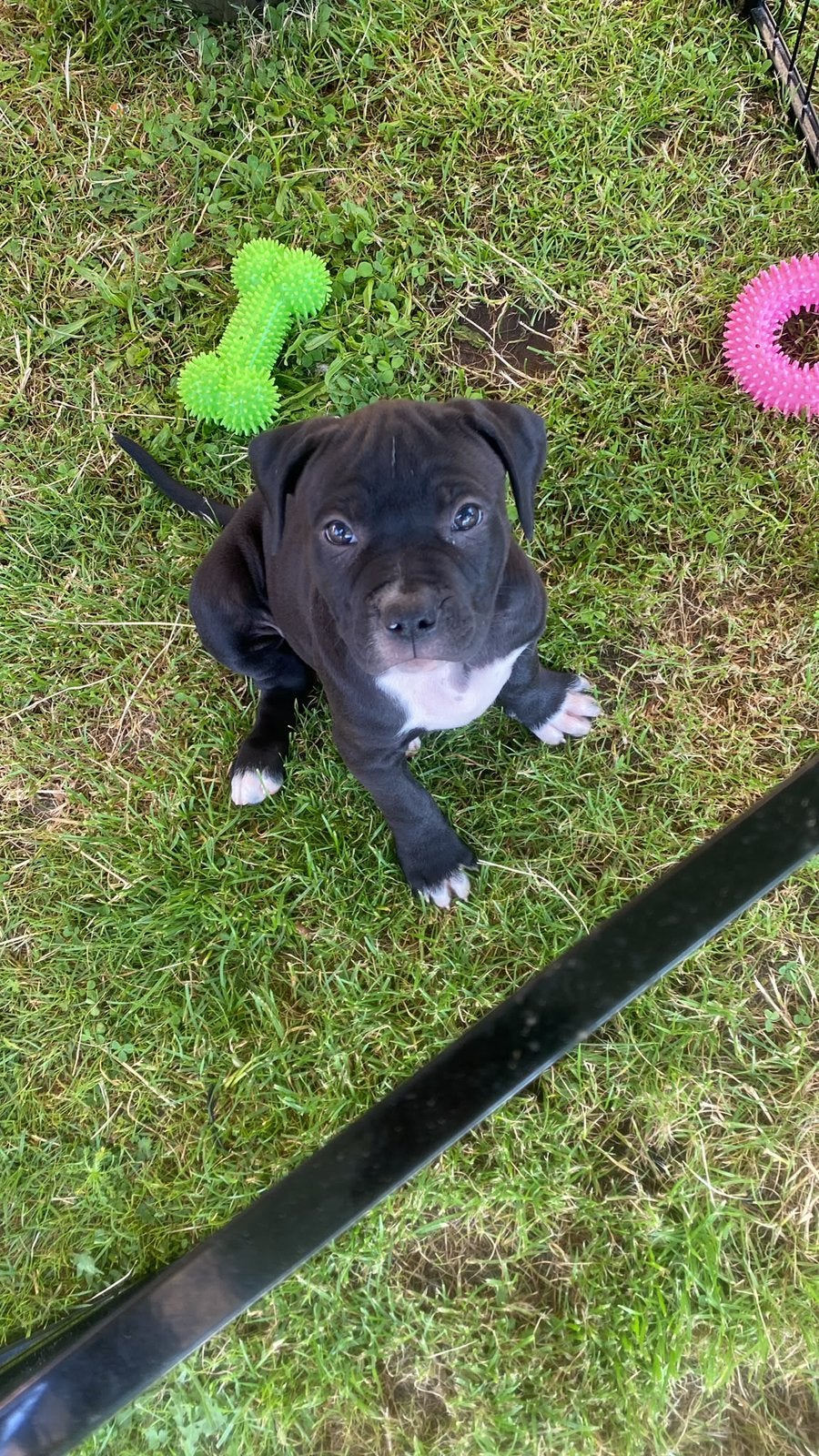 Prachtige Amerikaanse Stafford pup (geboren 26 april), Dieren en Toebehoren, Overige rassen, 8 tot 15 weken, Teef, Parvo
