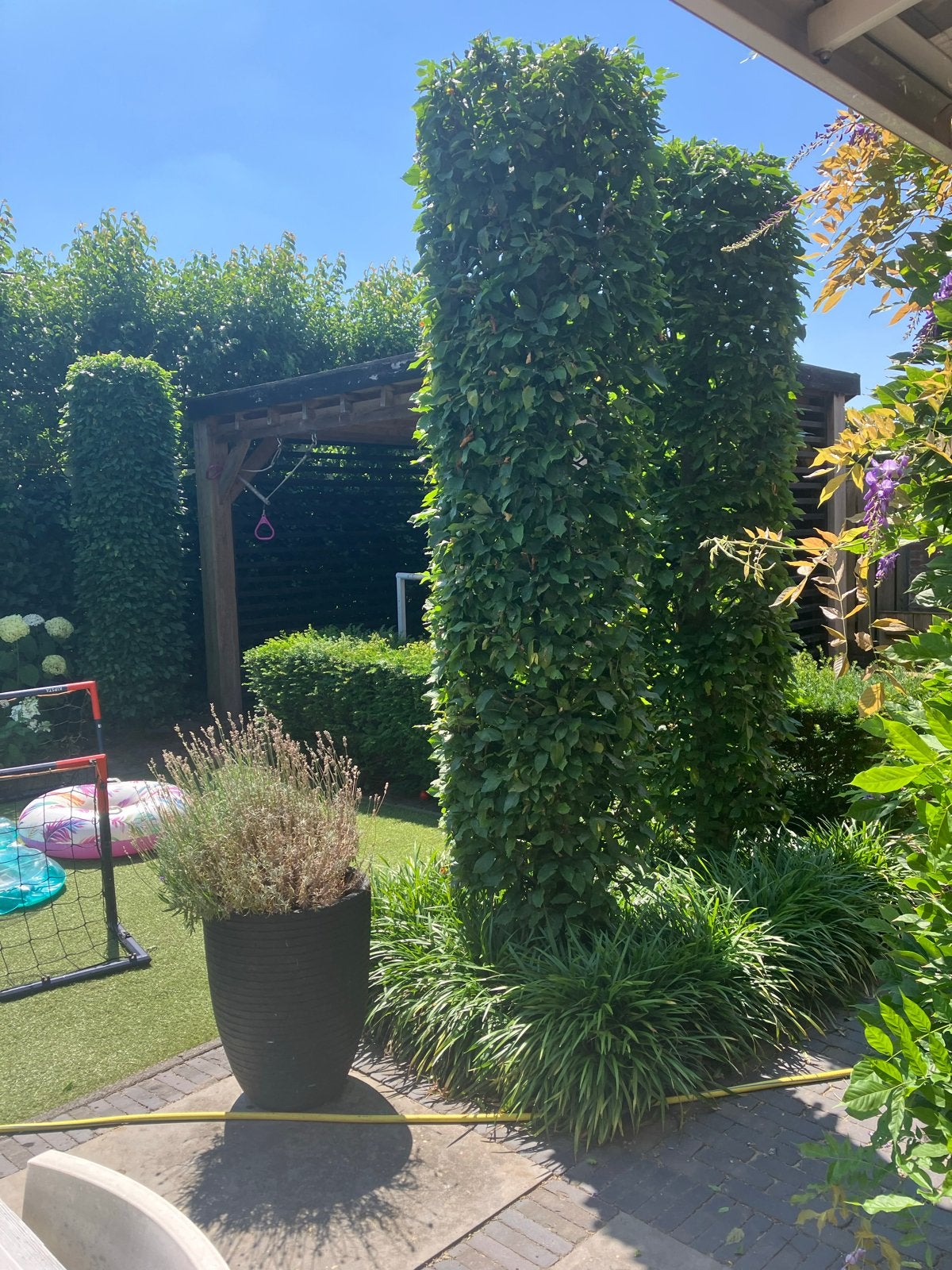 Groene haagplanten zuilvorm, Tuin en Terras, Volle zon, Vaste plant, Bloeit niet, Ophalen