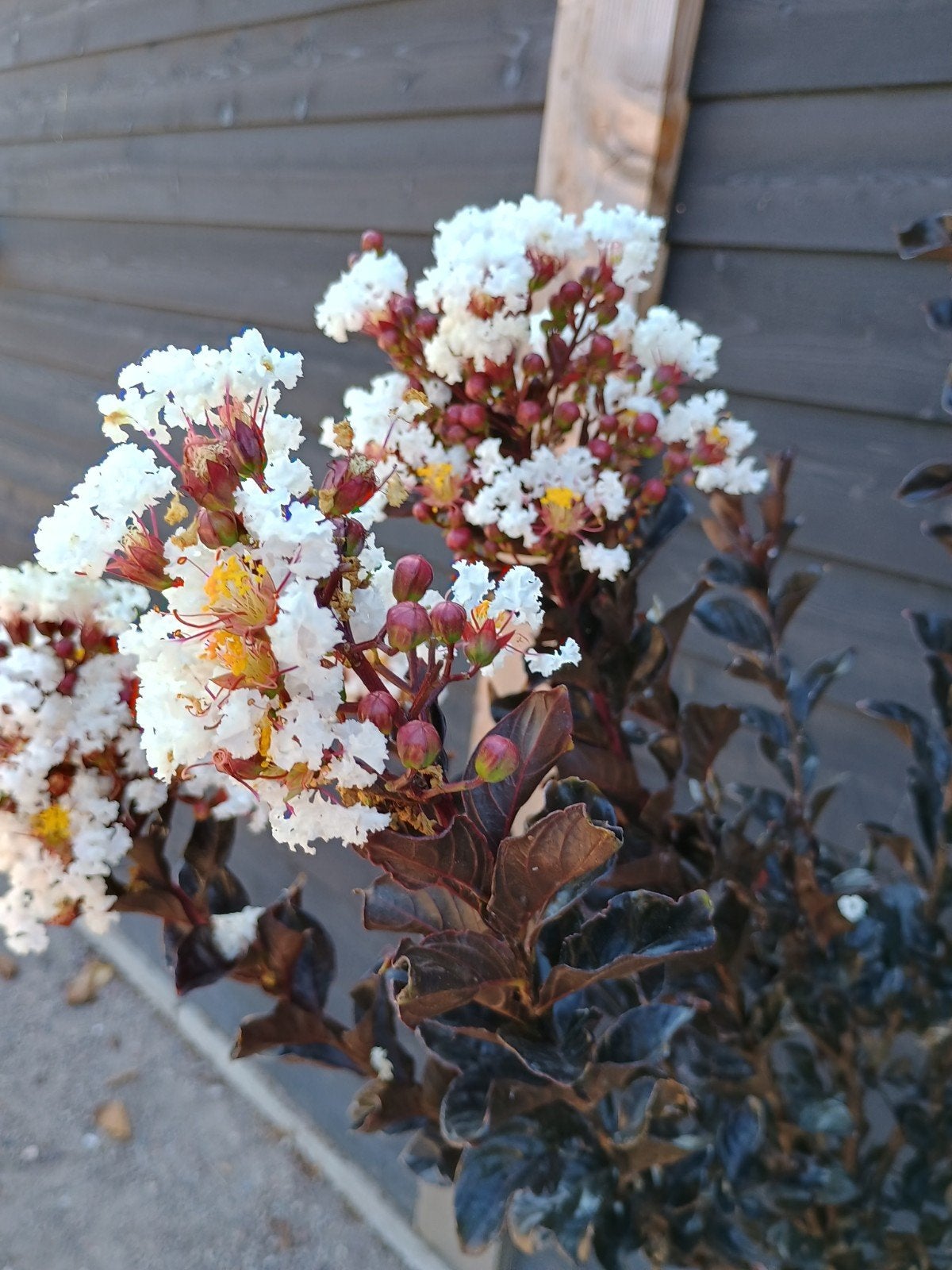 Lagerstroemia Indica - Indische sering, Ophalen