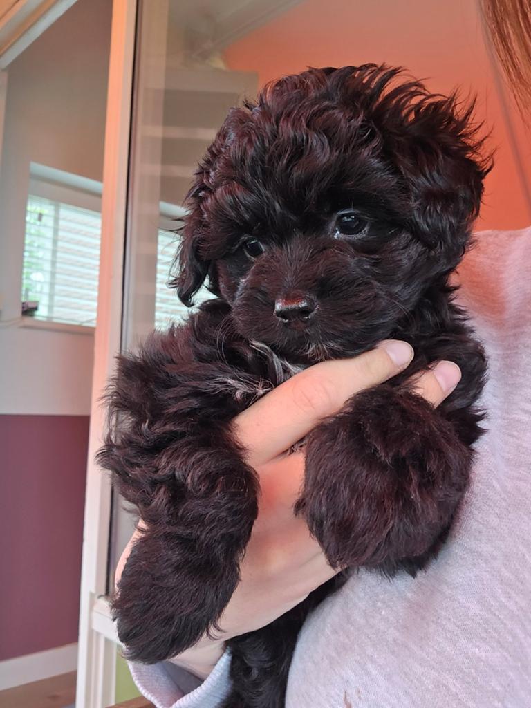 Lieve pups zoeken gouden mandje, Dieren en Toebehoren, 8 tot 15 weken, Meerdere, Meerdere dieren, Klein
