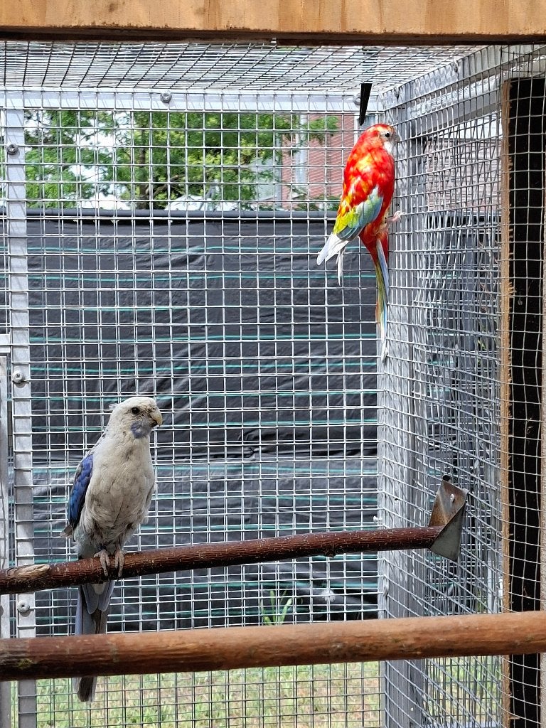 Koppel rosella, Meerdere dieren, Parkiet, Geringd