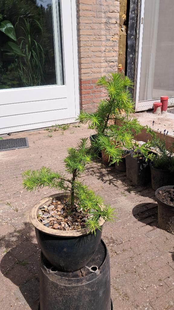 Larix, Lork jonge Bonsai. Ca  6 jaar oud, In pot, Bloeit niet, Halfschaduw, Minder dan 100 cm