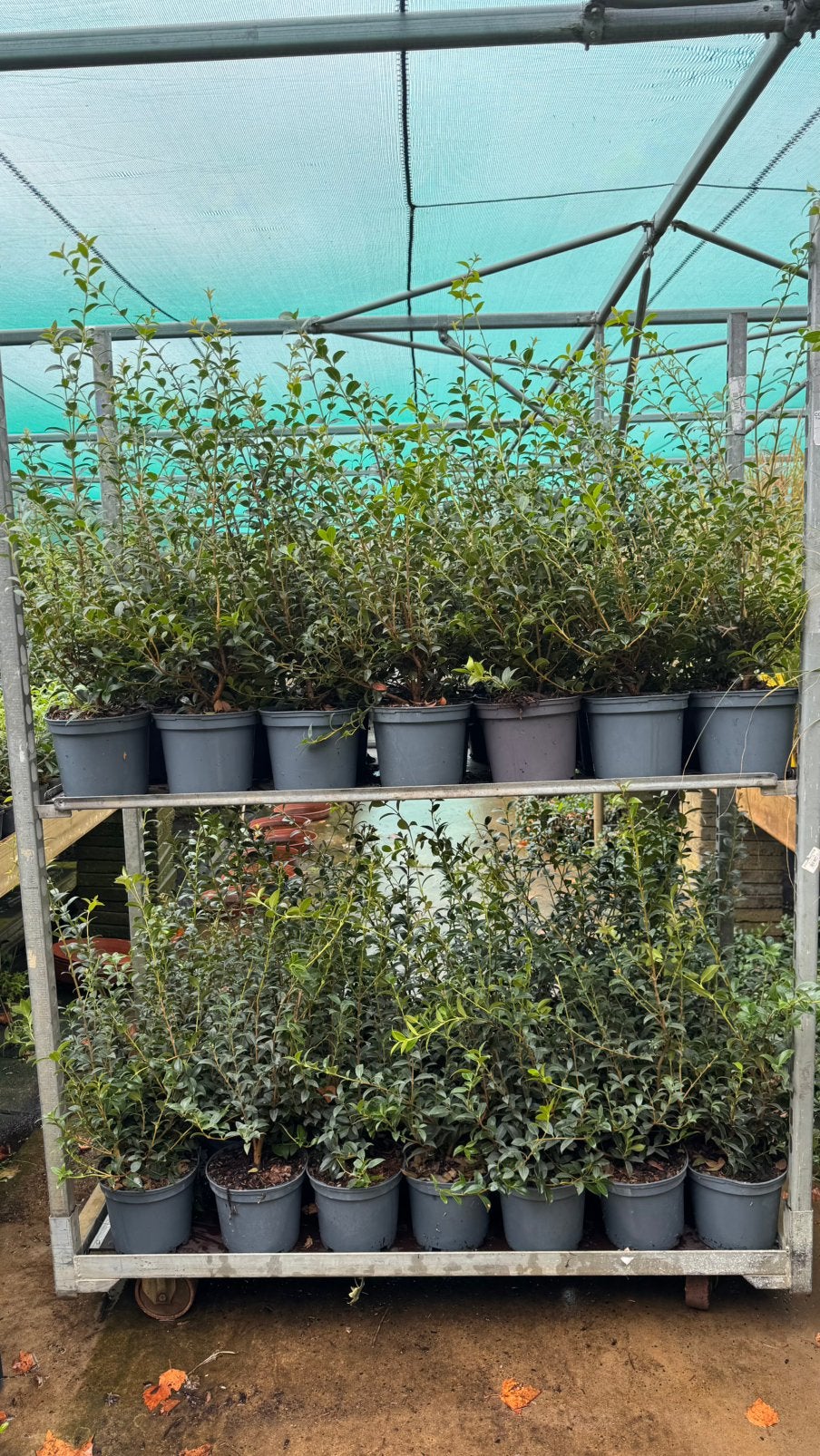 Osmanthus burkwoodii 25/35 tot 60/80 cm vanaf €3,00 tot €10, Tuin en Terras, Ophalen