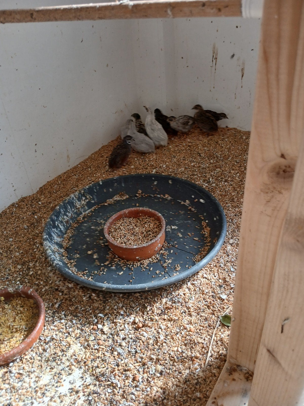 chinese dwerg kwartels natuurbroed te koop, Meerdere dieren