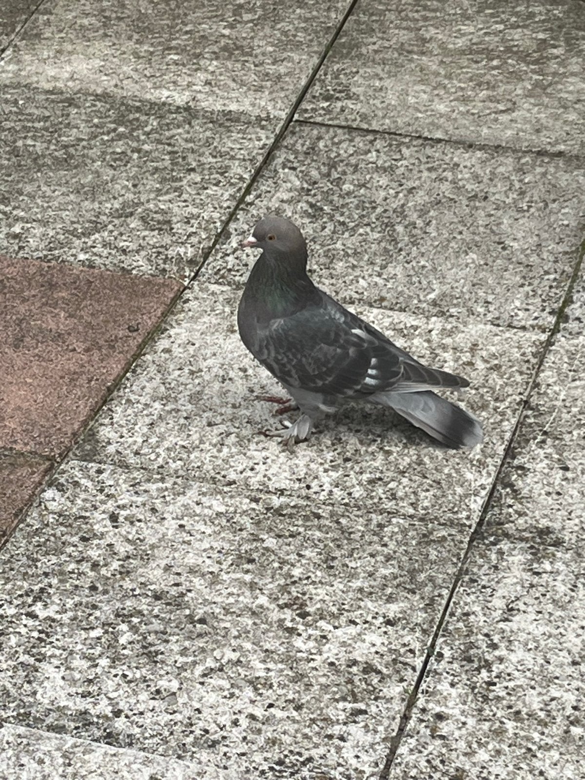 Mooi takla duif, Dieren en Toebehoren