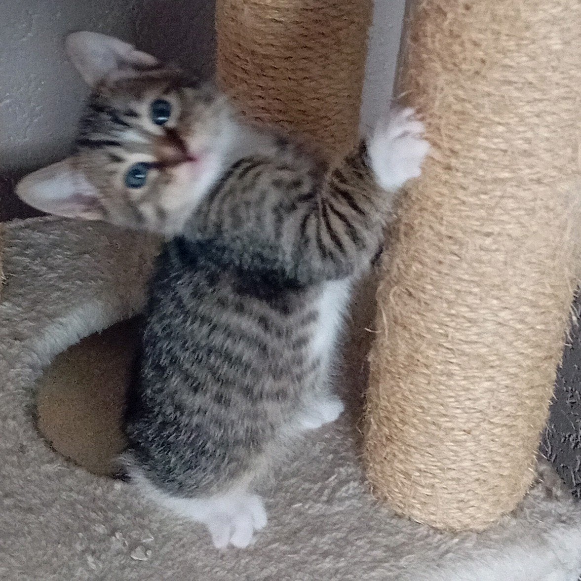 /Britsekorthaar v/Bengaal kittens  €250, Meerdere dieren, Ontwormd, 0 tot 2 jaar