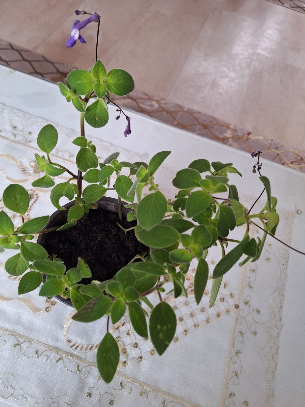 Plectranthus 'Mona Lavender' stekje, Vaste plant, Halfschaduw, Herfst, Ophalen