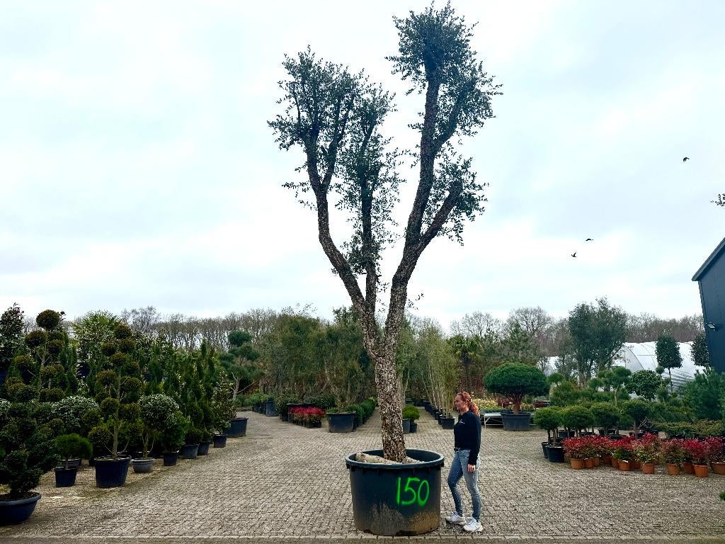 Quercus suber - Kurkeik met 100/110 cm stamomtrek nr 150, Tuin en Terras, Overige soorten, Zomer, 400 cm of meer, Ophalen