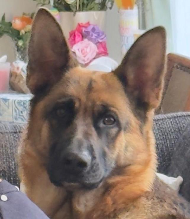 Duitse Herder, Parvo, België, Particulier, 1 tot 2 jaar