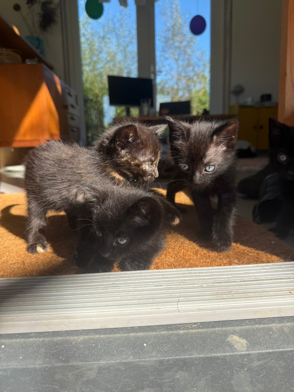 6 lieve kittens zoeken een thuis (8 weken oud), Meerdere dieren