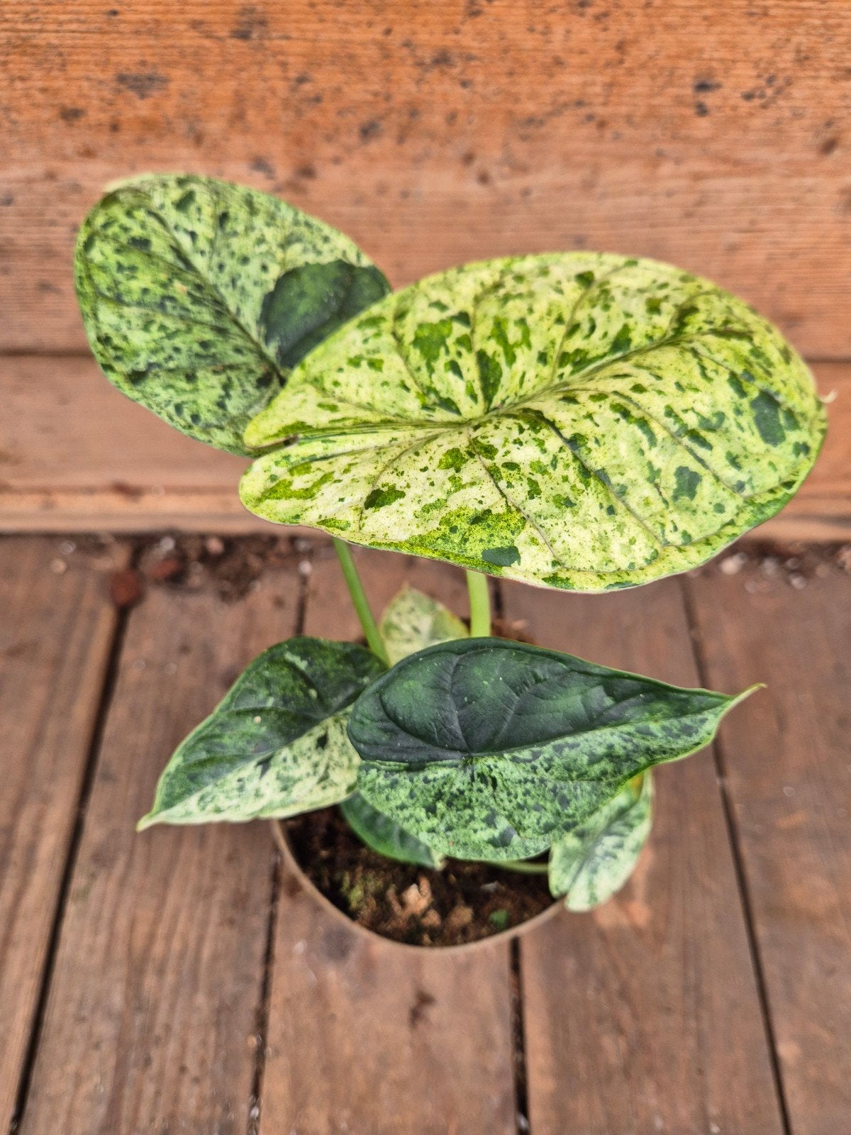 Alocasia Dragon scale Mint p11 (3), Ophalen of Verzenden, Halfschaduw, Minder dan 100 cm
