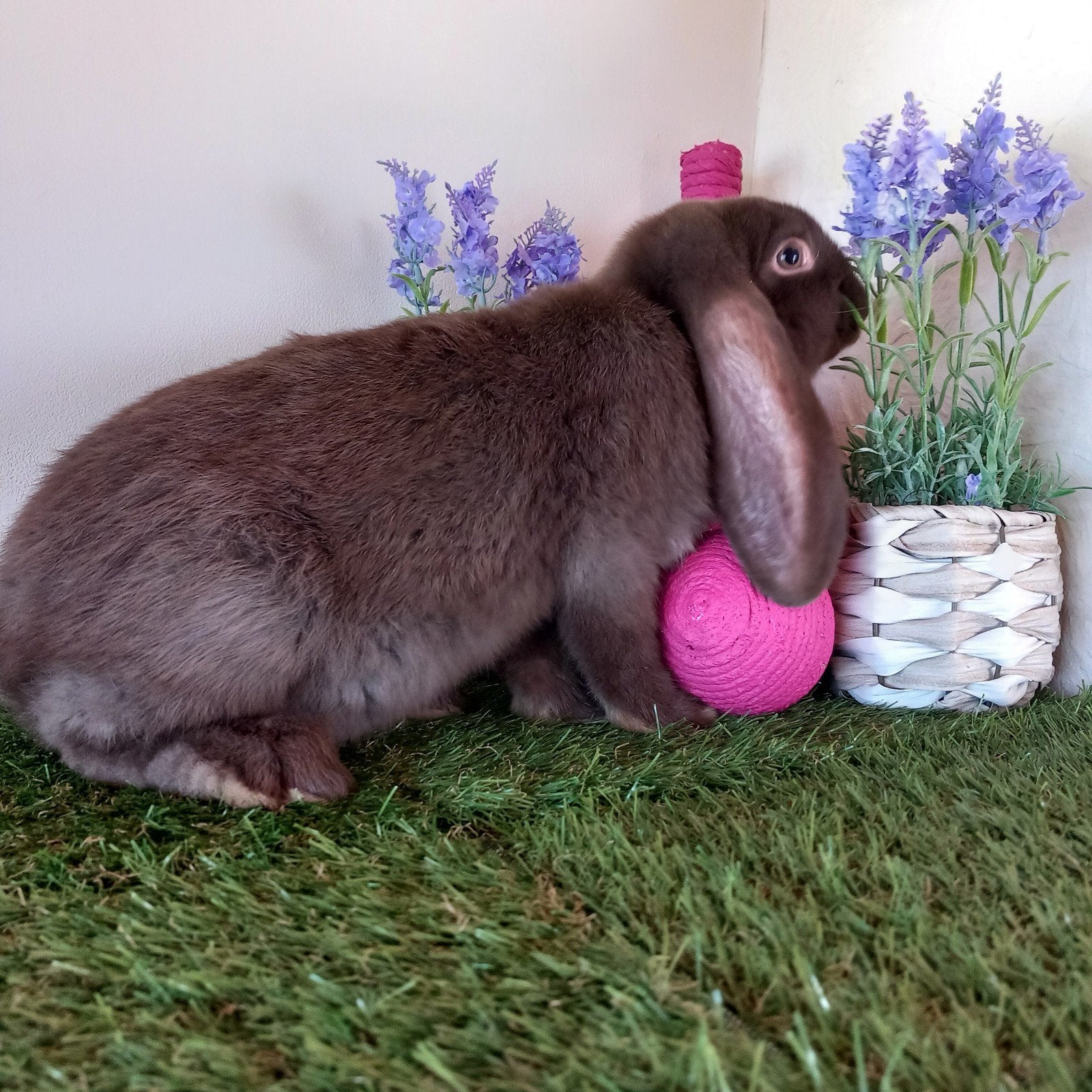 Franse hangoor voedster, Dieren en Toebehoren, Konijnen, Vrouwelijk, Groot, Hangoor, 0 tot 2 jaar