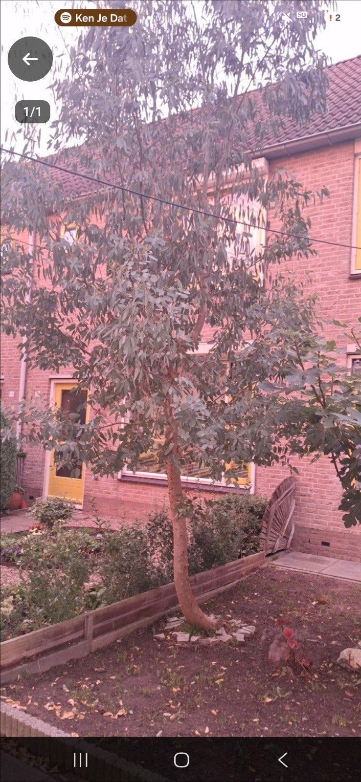Mooie, gezonde Eucalyptus boom gratis af te halen., Tuin en Terras, Ophalen