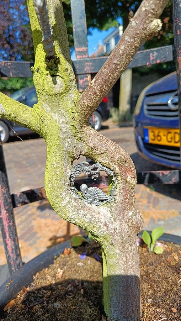 23 jaar oude bonsai paardekastanje met ingegroeide beeldjes, Ophalen